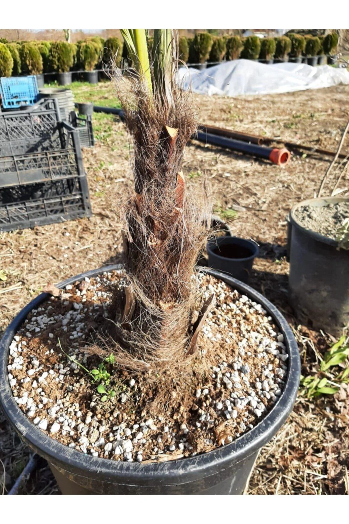 Chamaerops Excelsa Tüylü Palmiye 125 150 cm