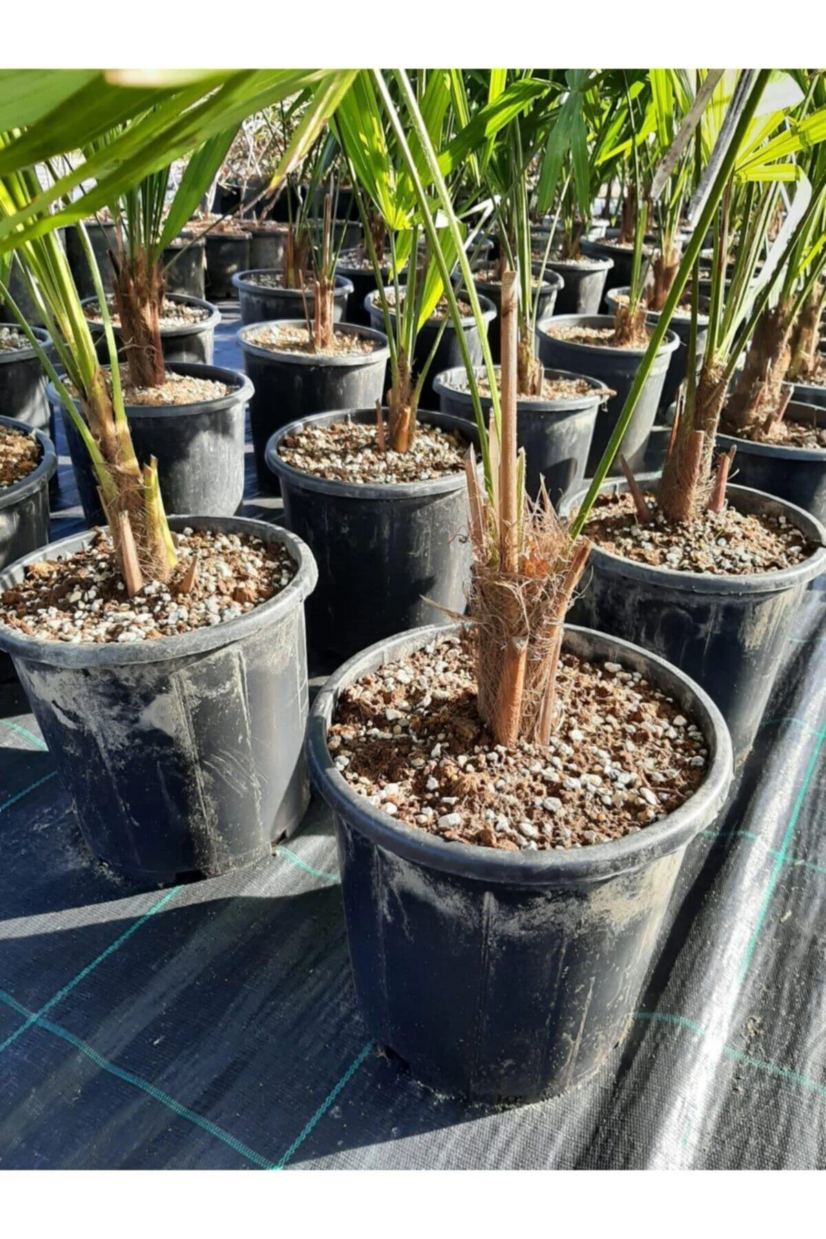 Chamaerops Excelsa Tüylü Palmiye 80 100 cm Chamaerops Excelsa Tüylü Palmiye 80 100 cm