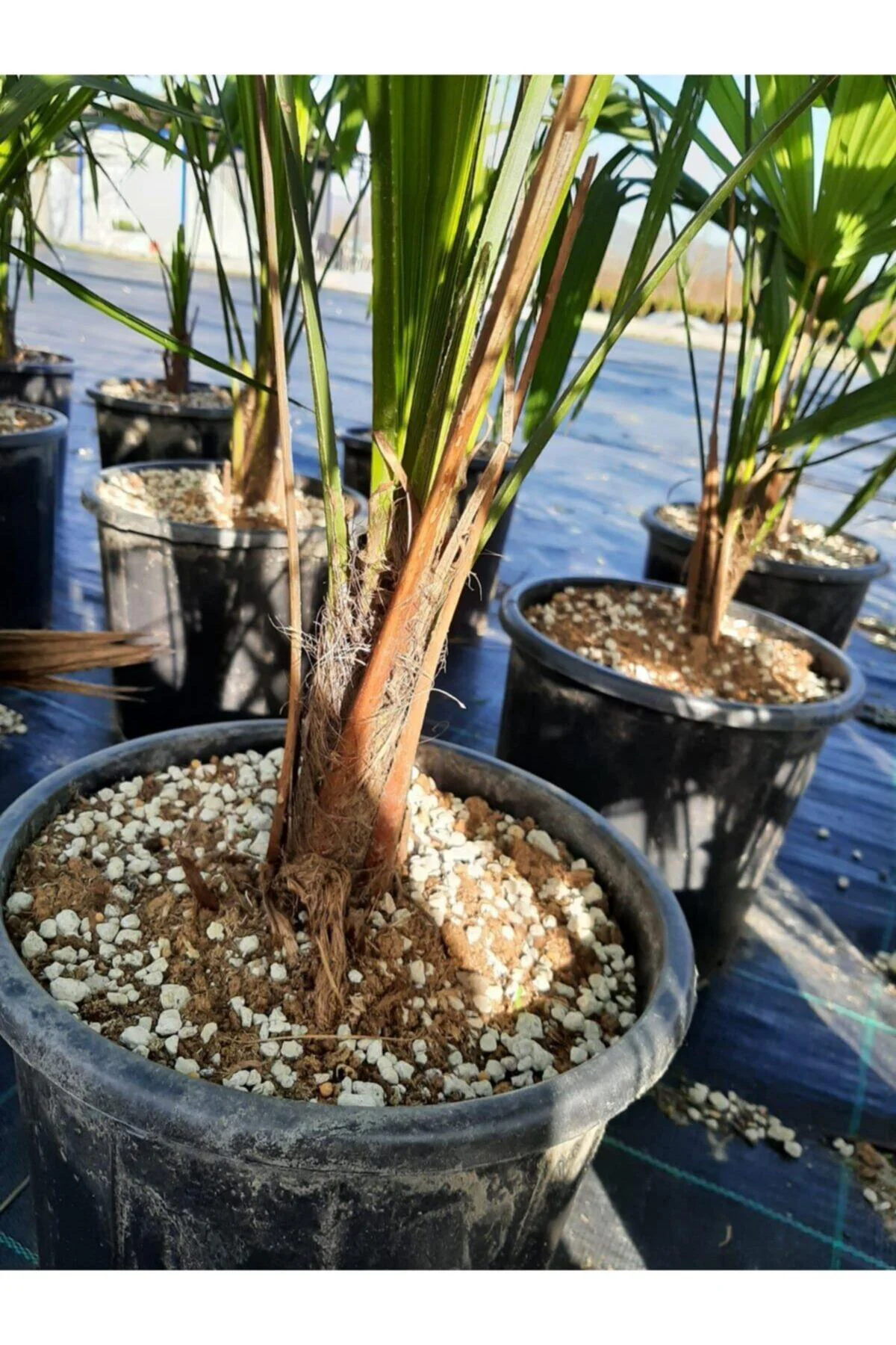 Chamaerops Excelsa Tüylü Palmiye 80 100 cm