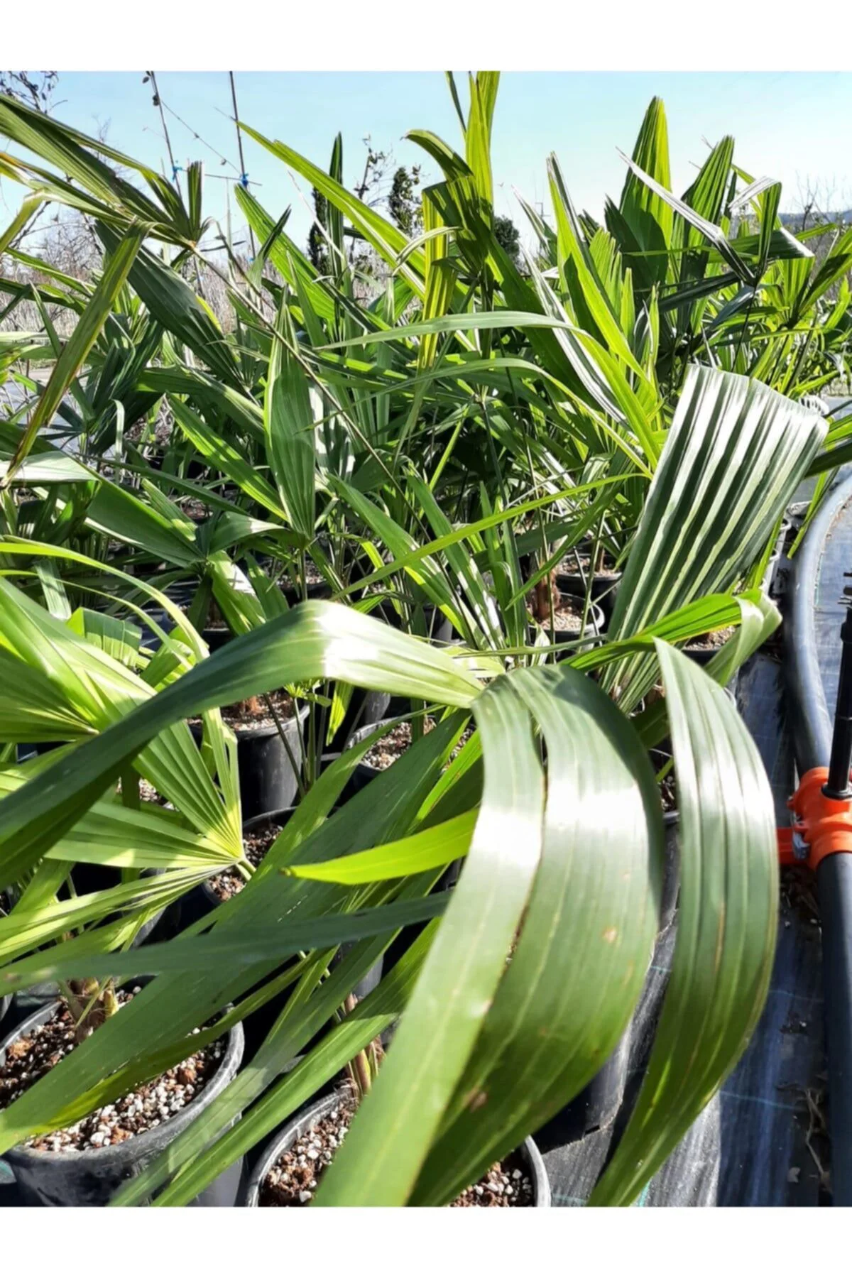 Chamaerops Excelsa Tüylü Palmiye 60 80 cm