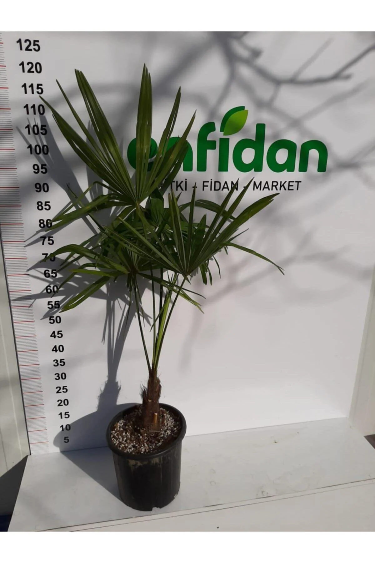 Chamaerops Excelsa Tüylü Palmiye 80 100 cm Chamaerops Excelsa Tüylü Palmiye 80 100 cm - Görsel 2