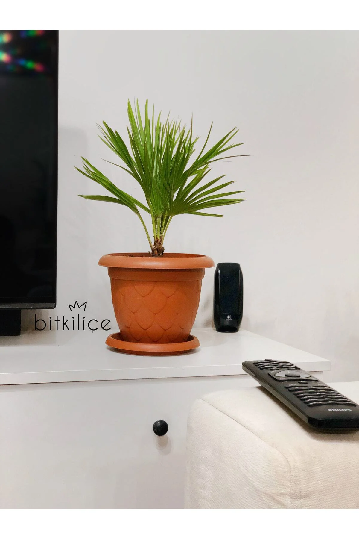 Chamaerops Humilis (bodur Palmiye) 40-50 Cm