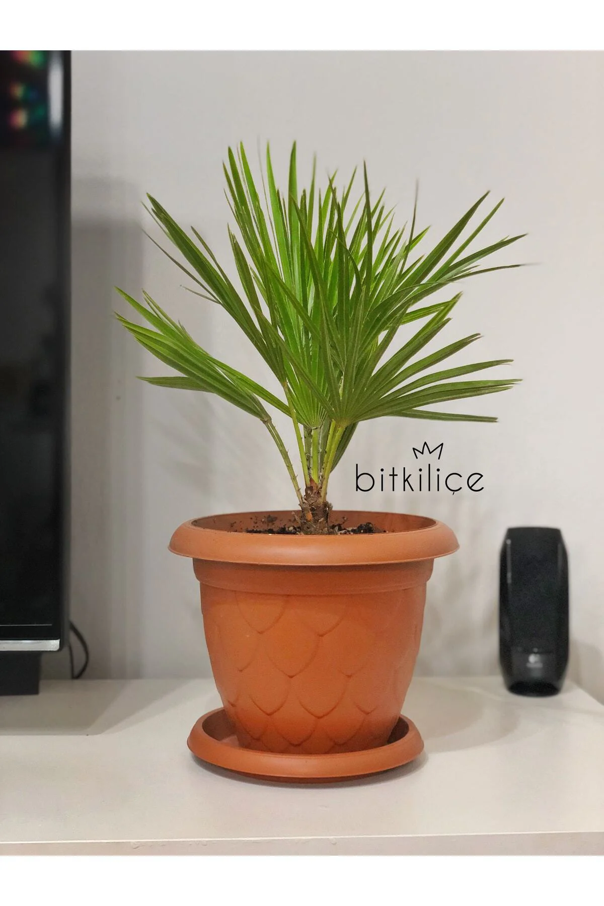 Chamaerops Humilis (bodur Palmiye) 40-50 Cm