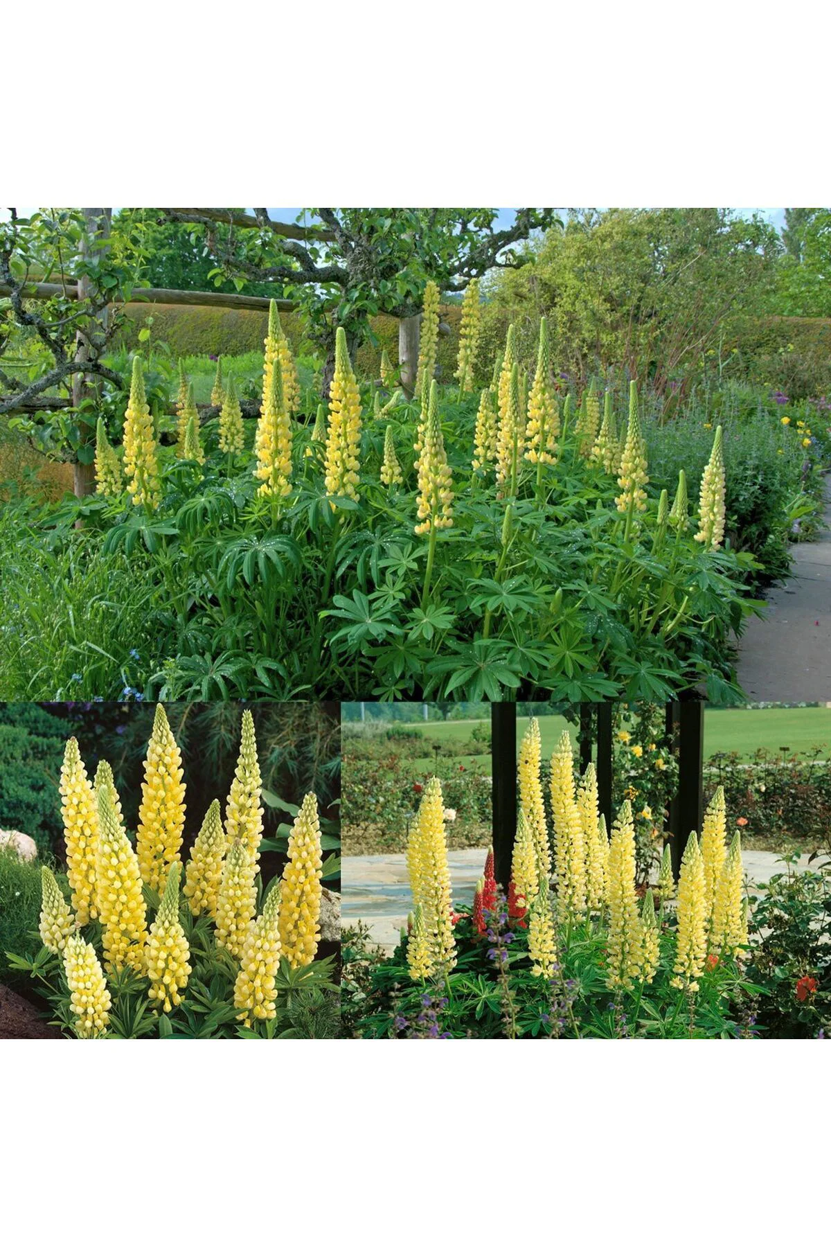 Chandelier lupin tohumu acı bakla çiçeği lupinus russel Fiyatı, Yorumları ve Özellikleri