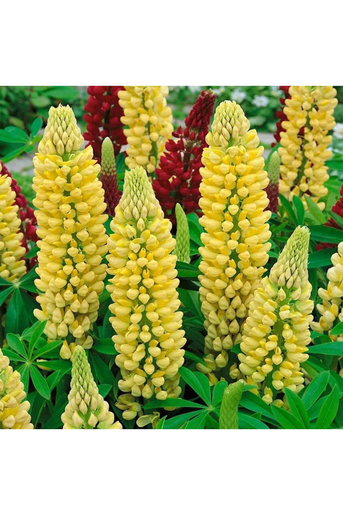 Chandelier lupin tohumu acı bakla çiçeği lupinus russel Fiyatı, Yorumları ve Özellikleri