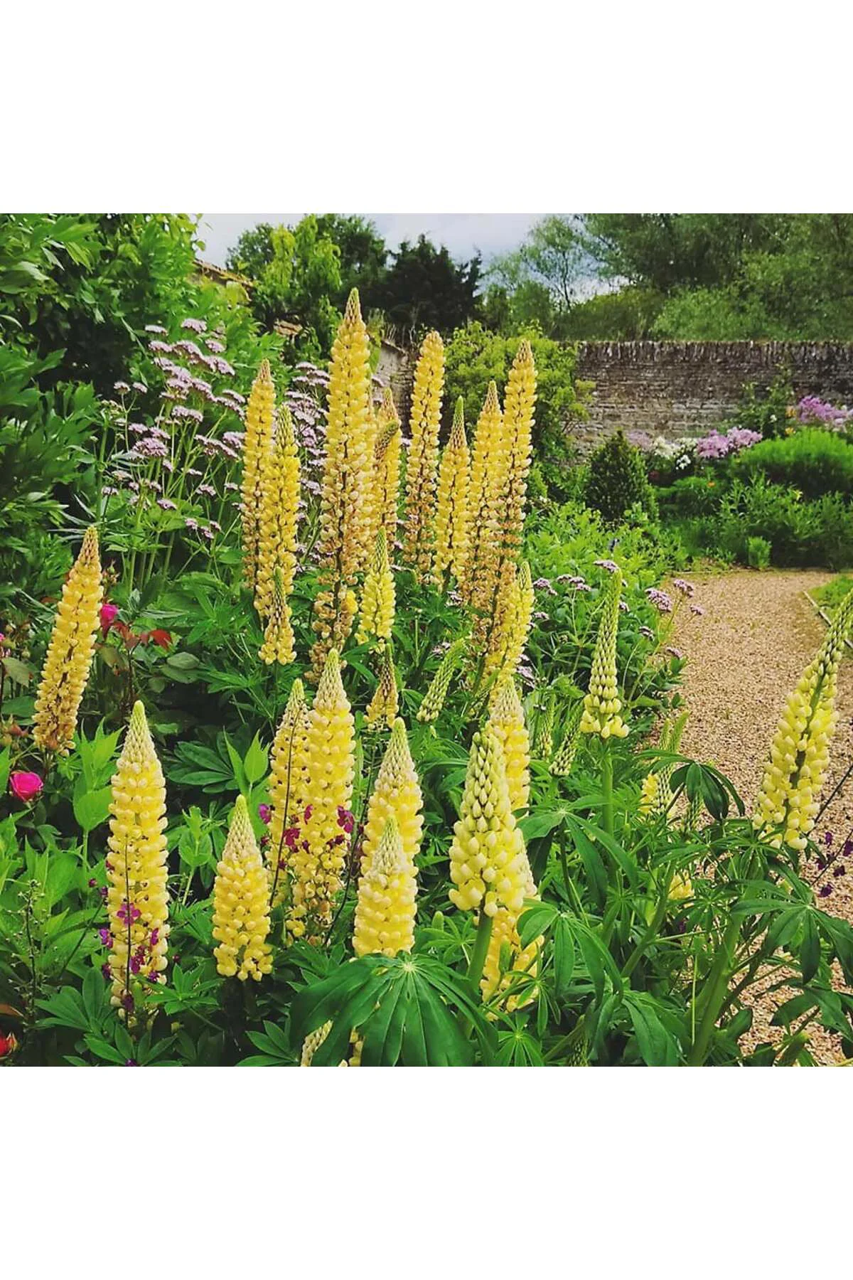 Chandelier lupin tohumu acı bakla çiçeği lupinus russel Fiyatı, Yorumları ve Özellikleri
