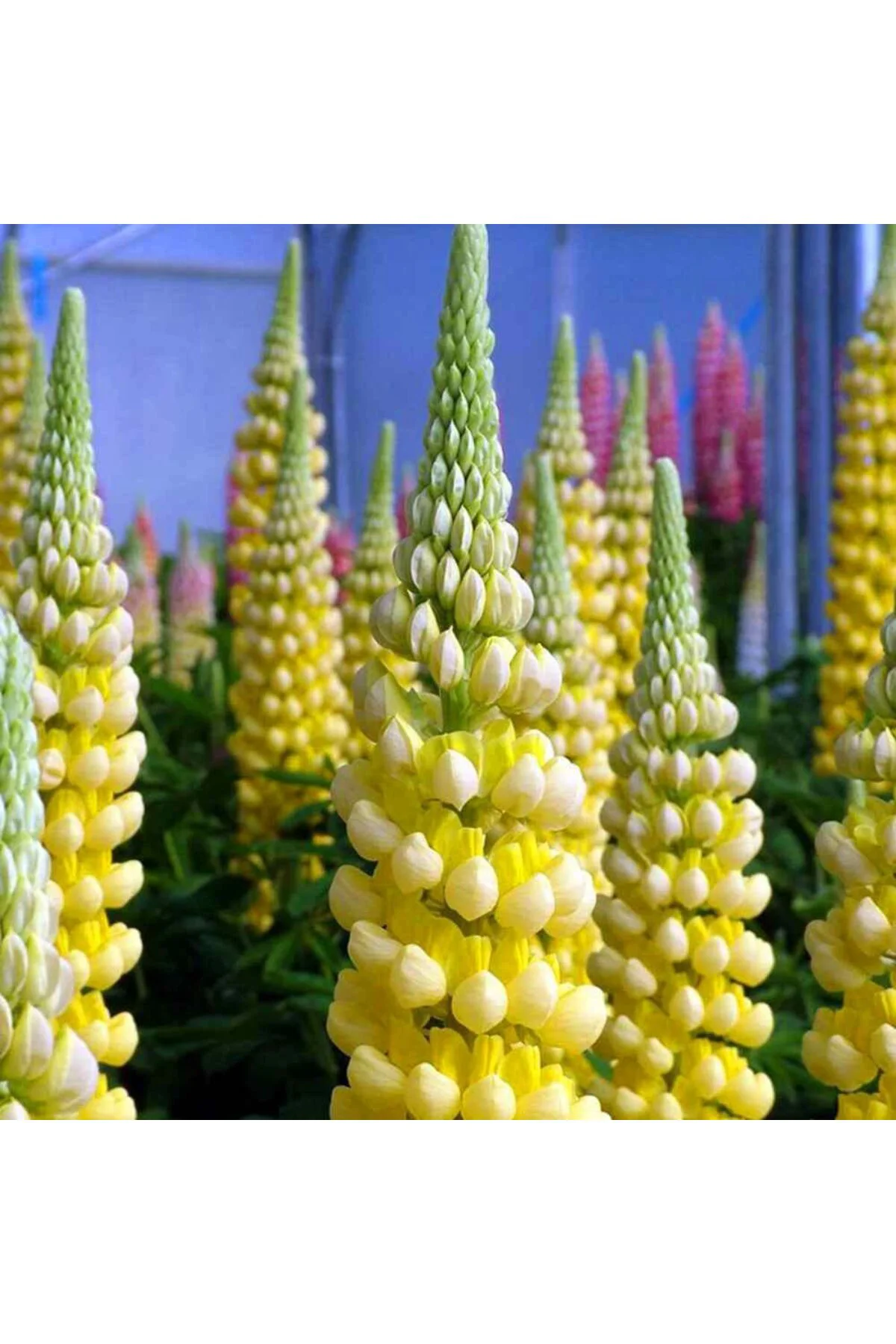 Chandelier lupin tohumu acı bakla çiçeği lupinus russel Fiyatı, Yorumları ve Özellikleri