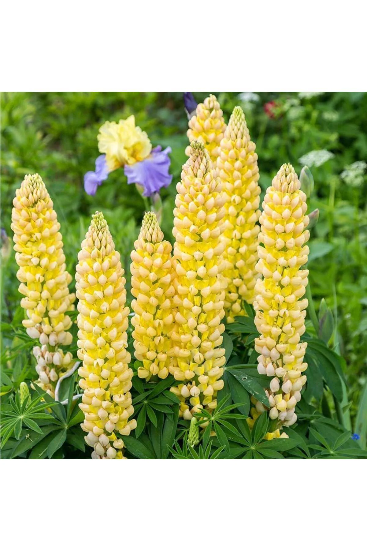 Chandelier lupin tohumu acı bakla çiçeği lupinus russel Fiyatı, Yorumları ve Özellikleri