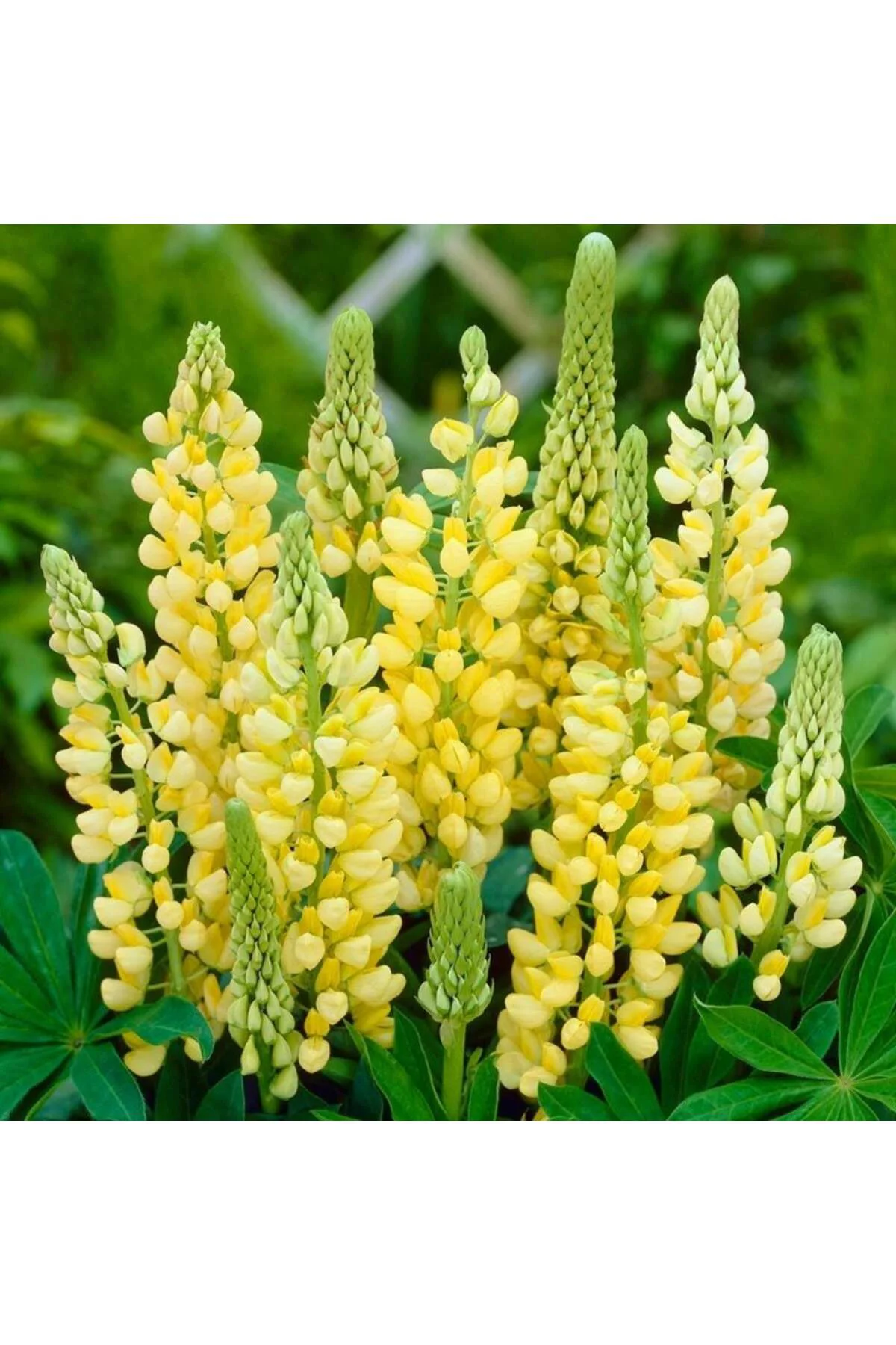 Chandelier lupin tohumu acı bakla çiçeği lupinus russel Fiyatı, Yorumları ve Özellikleri