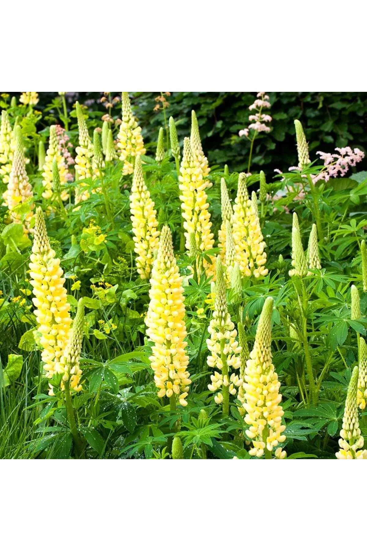 Chandelier lupin tohumu acı bakla çiçeği lupinus russel Fiyatı, Yorumları ve Özellikleri