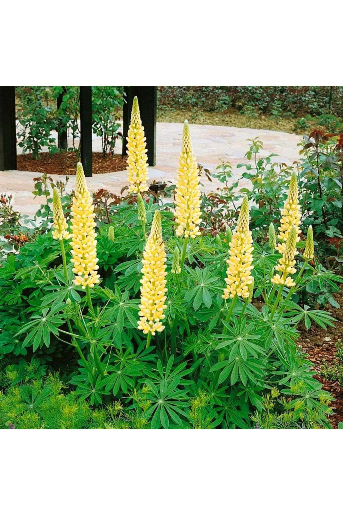 Chandelier lupin tohumu acı bakla çiçeği lupinus russel Fiyatı, Yorumları ve Özellikleri