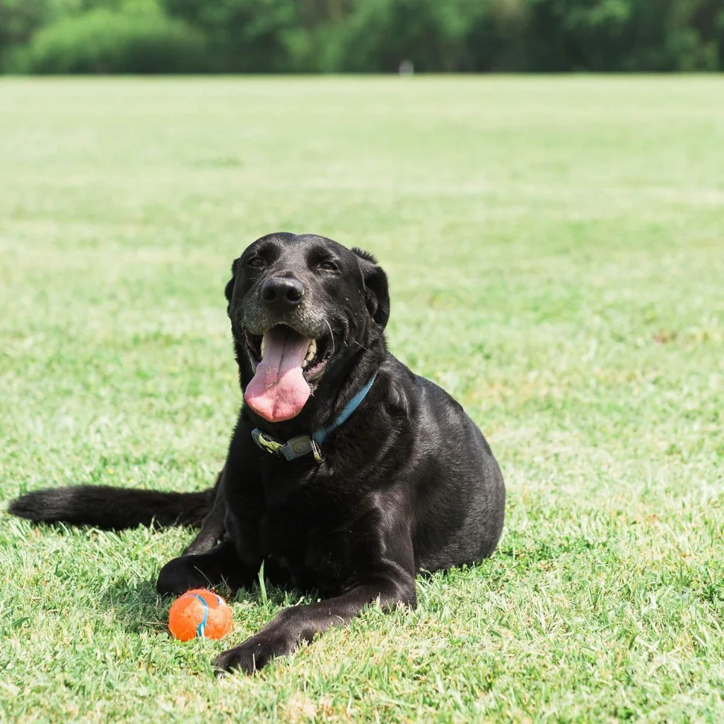 Chuckit! Tenis Köpek Oyun Topu 2'li Paket (Küçük Boy)