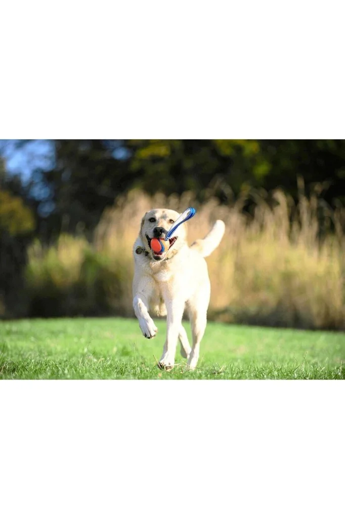 Chuckit! Ultra Tug Köpek Çekiştirme Topu (Orta Boy) Chuckit! Ultra Tug Köpek Çekiştirme Topu (Orta Boy)