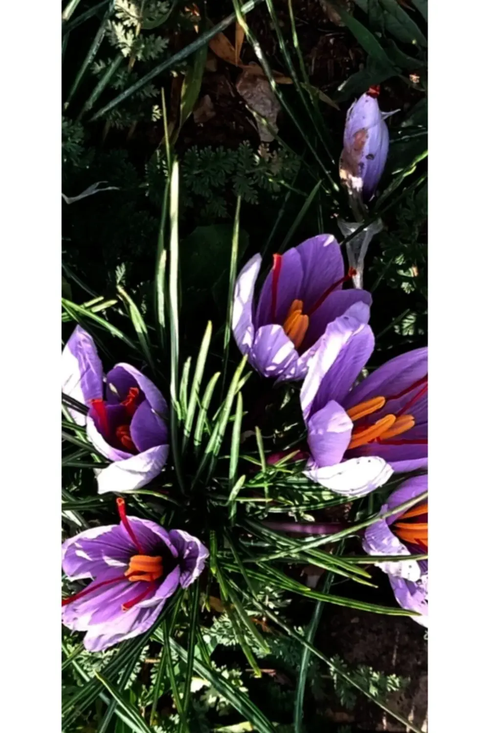 Çiçeği Soğanı 20 Ad