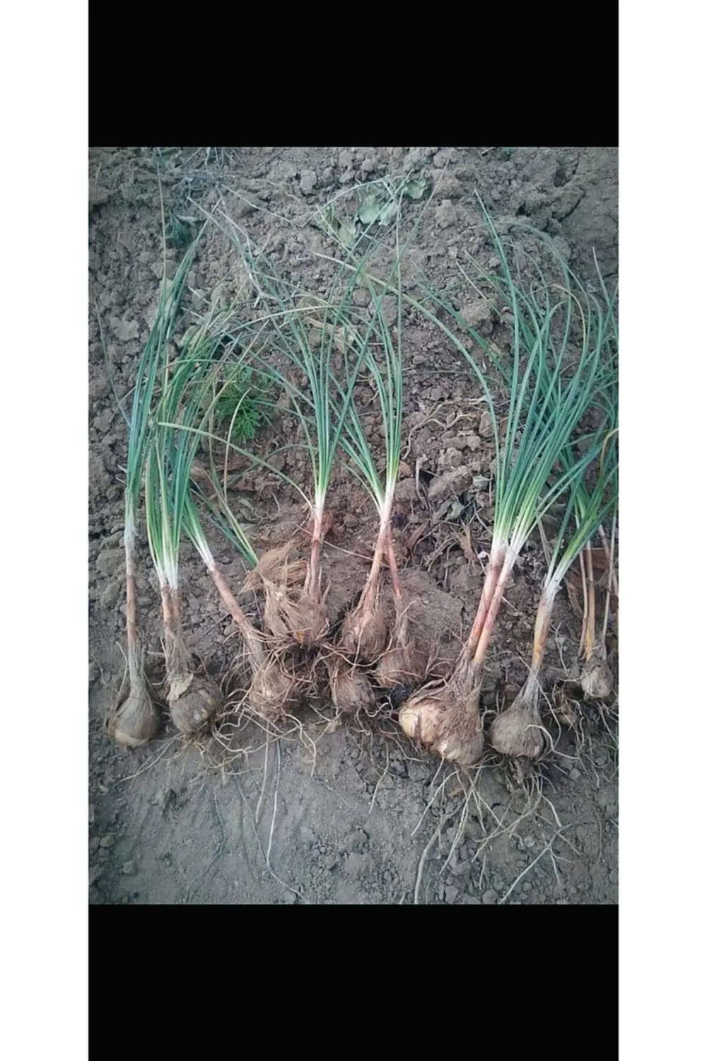 Çiçeği Soğanı 20 Ad