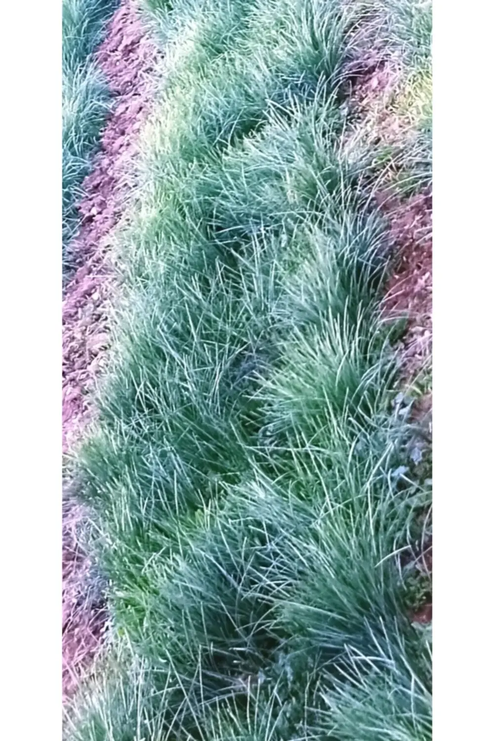 Çiçeği Soğanı 20 Ad