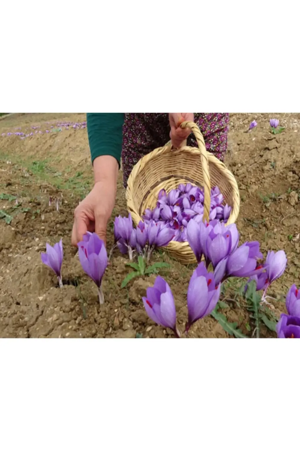 Çiçeği Soğanı 20 Ad