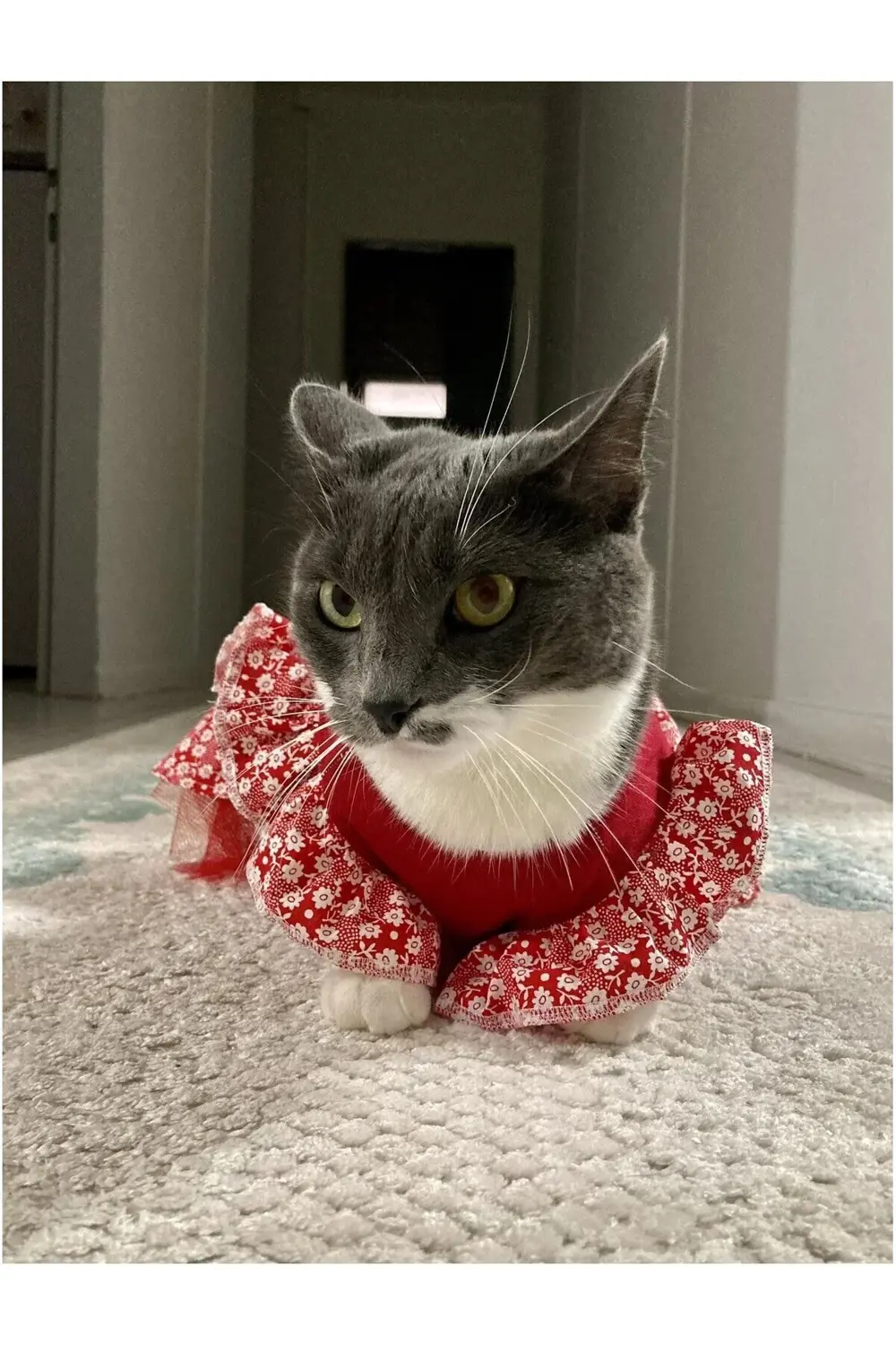 Çiçek Desenli Papyonlu Kırmızı Kedi Köpek Kıyafeti Elbisesi