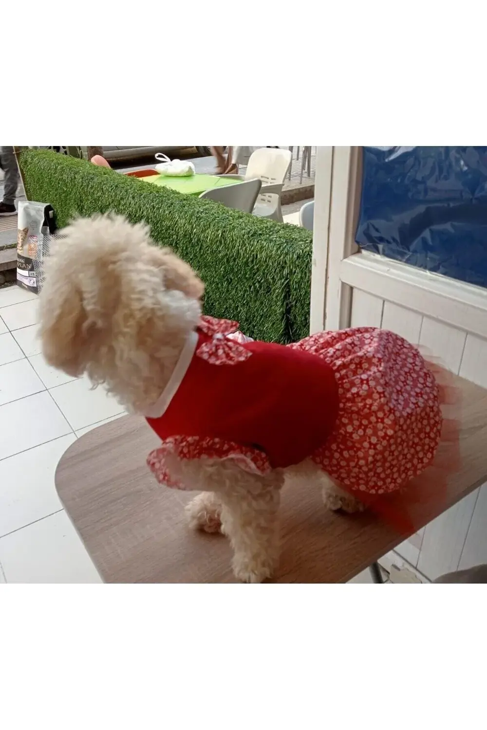 Çiçek Desenli Papyonlu Kırmızı Kedi Köpek Kıyafeti Elbisesi Small