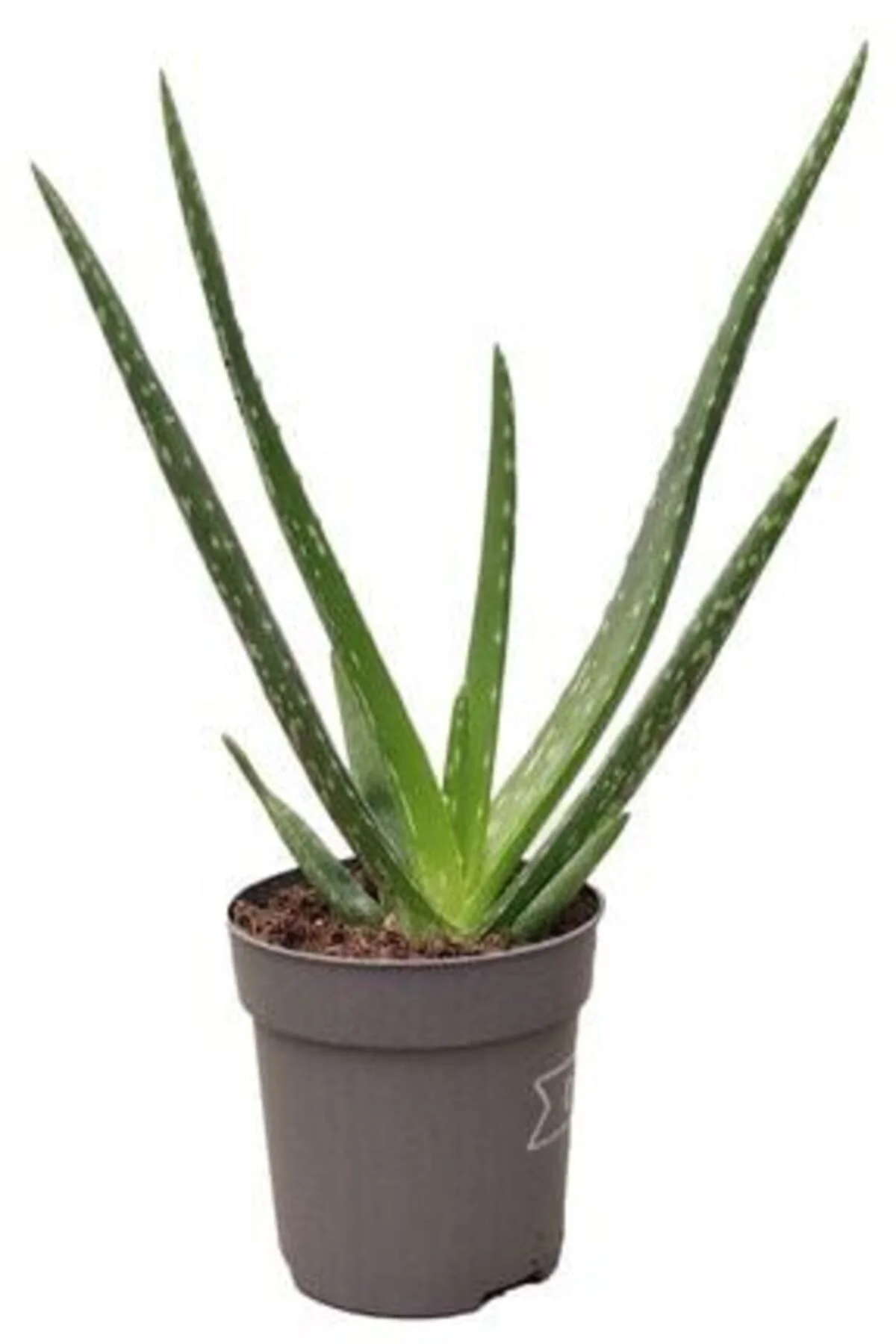 Çiçekçilik Aloe Vera Çiçeği Bitkisi