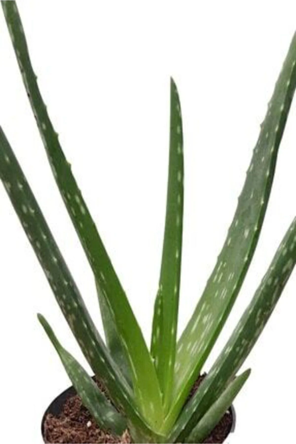 Çiçekçilik Aloe Vera Çiçeği Bitkisi