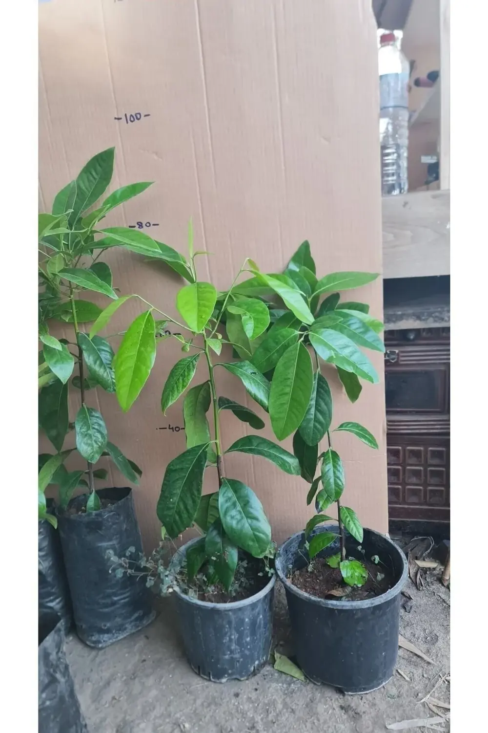 Çikolata Fidanı Tüplü 80-120 Cm Boy