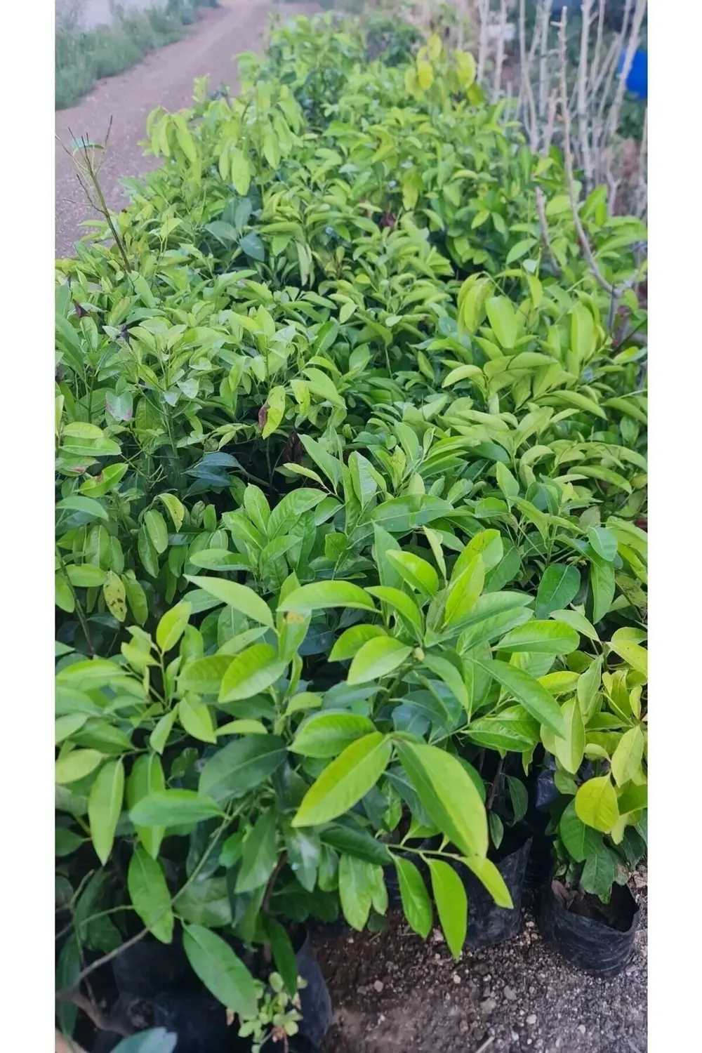 Çikolata Fidanı Tüplü 80-120 Cm Boy