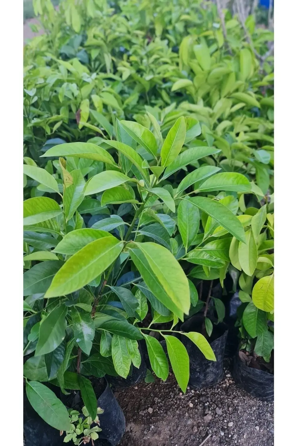 Çikolata Fidanı Tüplü 80-120 Cm Boy