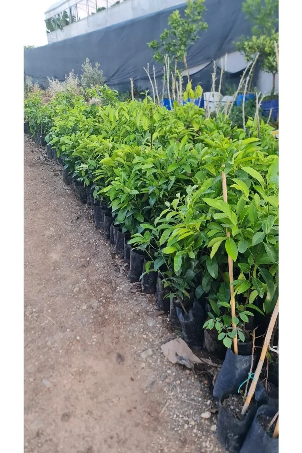 Çikolata Fidanı Tüplü 80-120 Cm Boy