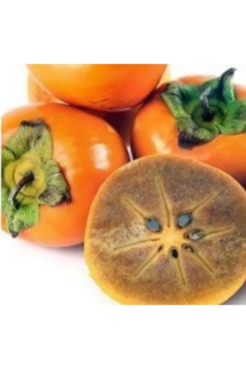 Çikolata Hurma Fidanı Aşılı , Tüplü ,sertifikalı