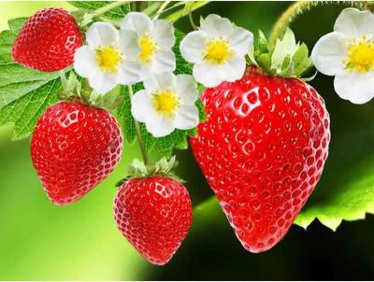 Çilek Aromalı Masaj Yağı 50ML 2'li Set - Lezzetli ve Keyifli Dokunuşlar Fiyatı, Yorumları ve Özellikleri
