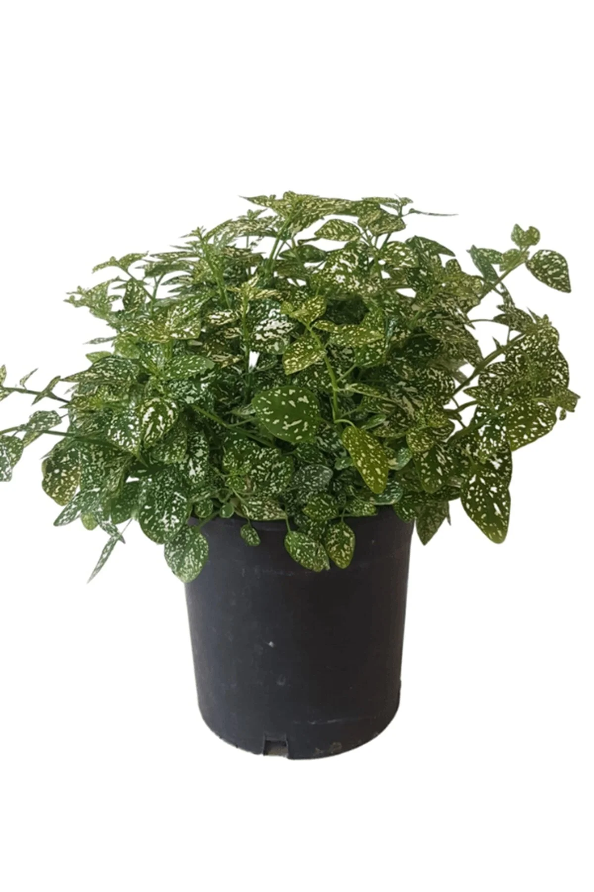 Çilli Yaprak Güzeli - Hostes Çiçeği (20~40 Cm) Çilli Yaprak Güzeli - Hostes Çiçeği (20~40 Cm) - Görsel 3
