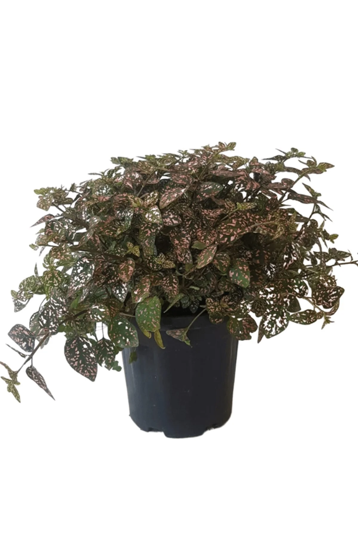 Çilli Yaprak Güzeli - Hostes Çiçeği (20~40 Cm) Çilli Yaprak Güzeli - Hostes Çiçeği (20~40 Cm) - Görsel 2