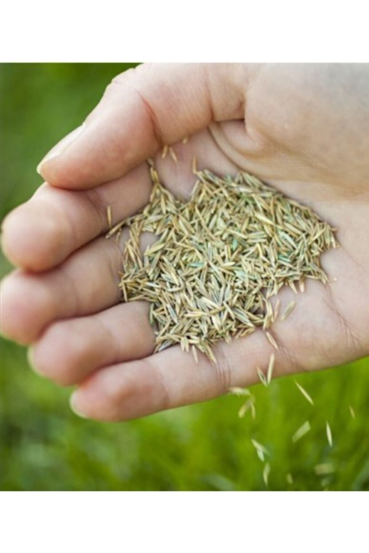 Aktar Shop Çim Tohumu 100 Gr