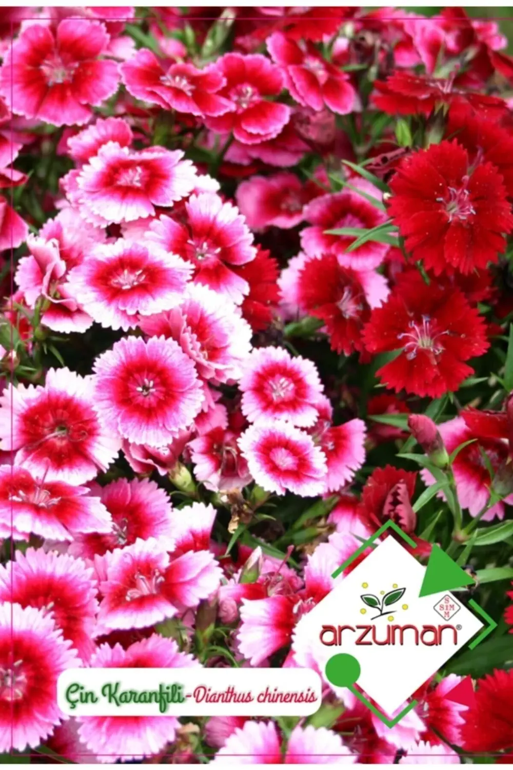 Çin Karanfili Çiçeği Tohumu