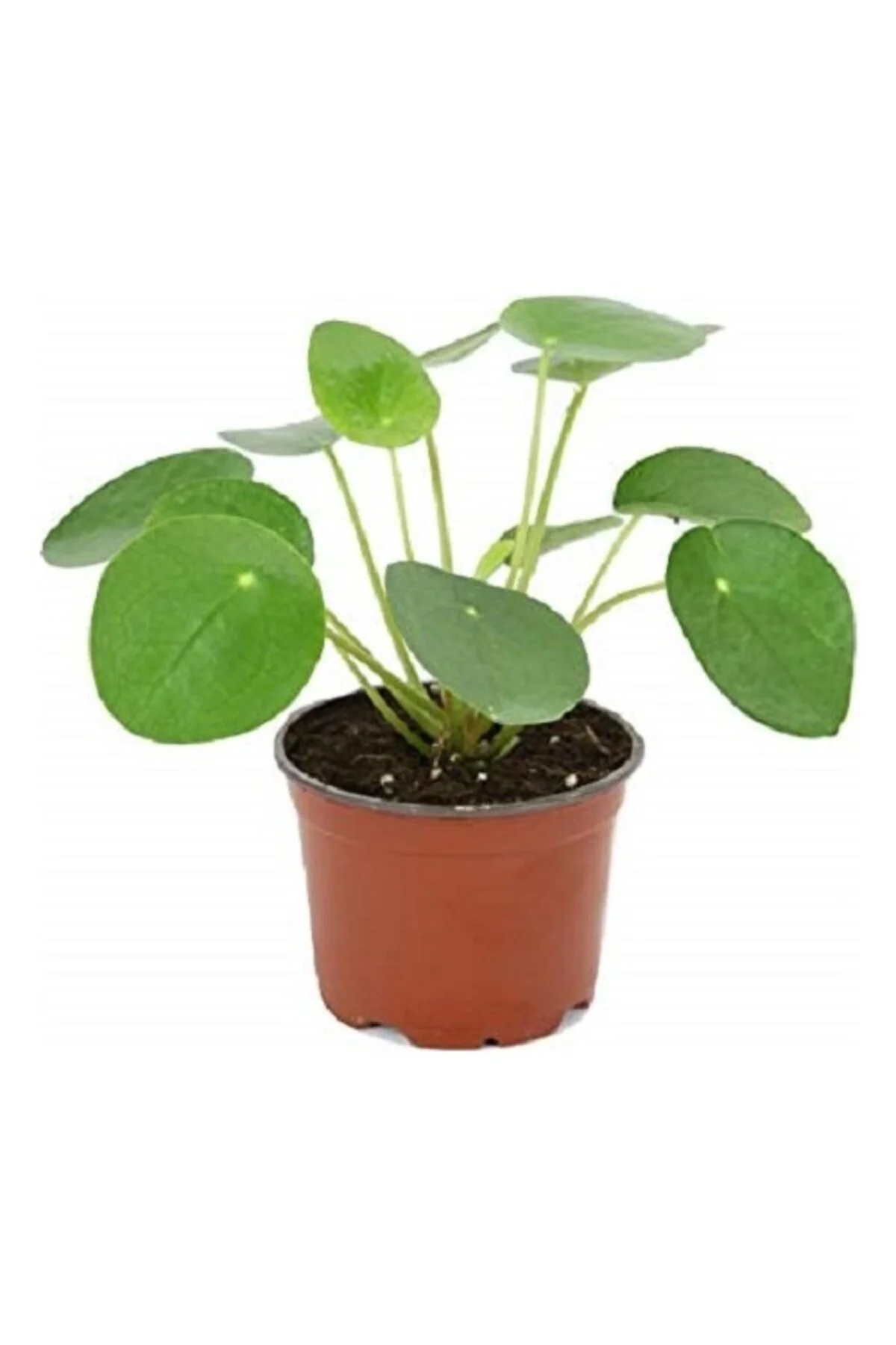 Çin Para Çiçeği Fidanı Pilea 10-20 Cm