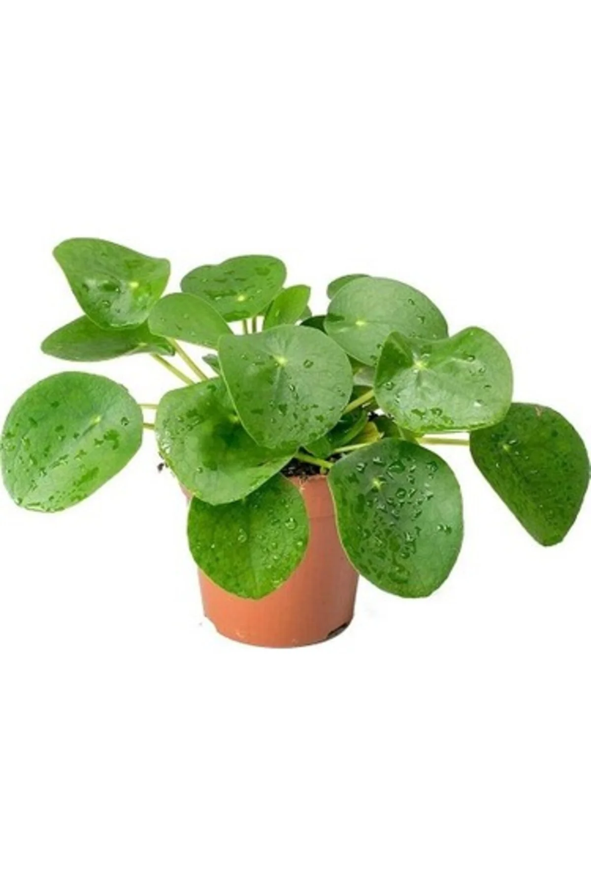 Çin Para Çiçeği Fidanı Pilea 10-20 Cm