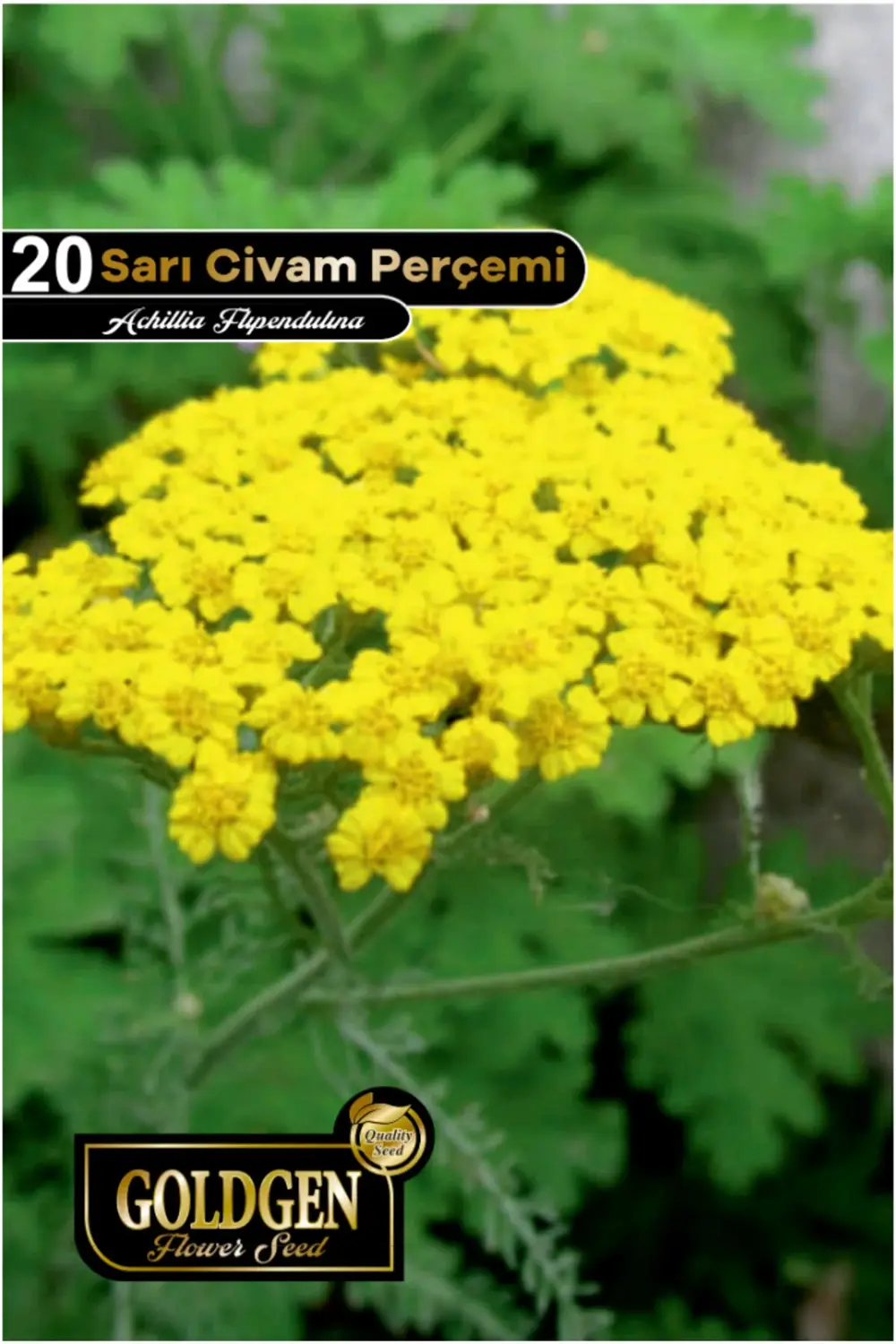 Civanperçemi Tohumu