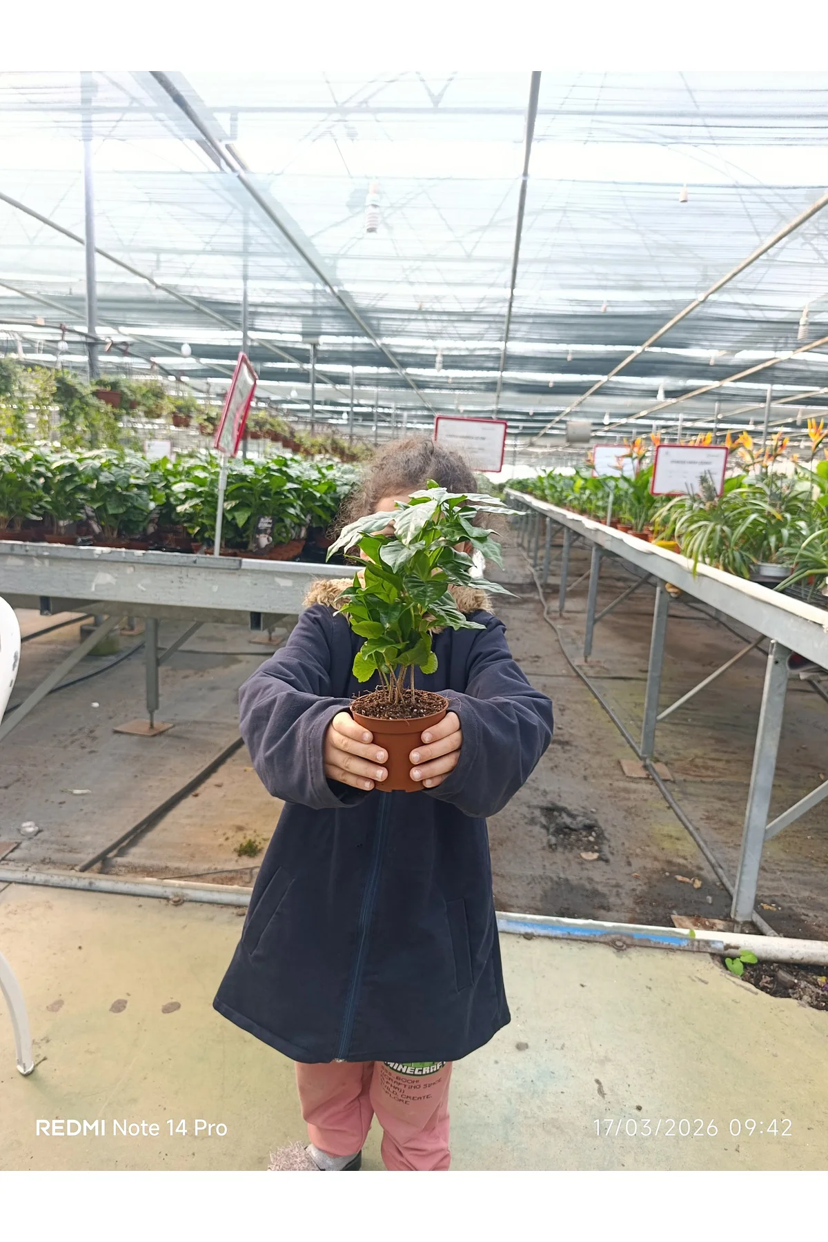 Coffea Arabica Kahve Fidanı - Bol Köklü Ev Tipi Kahve Ağacı - Hed