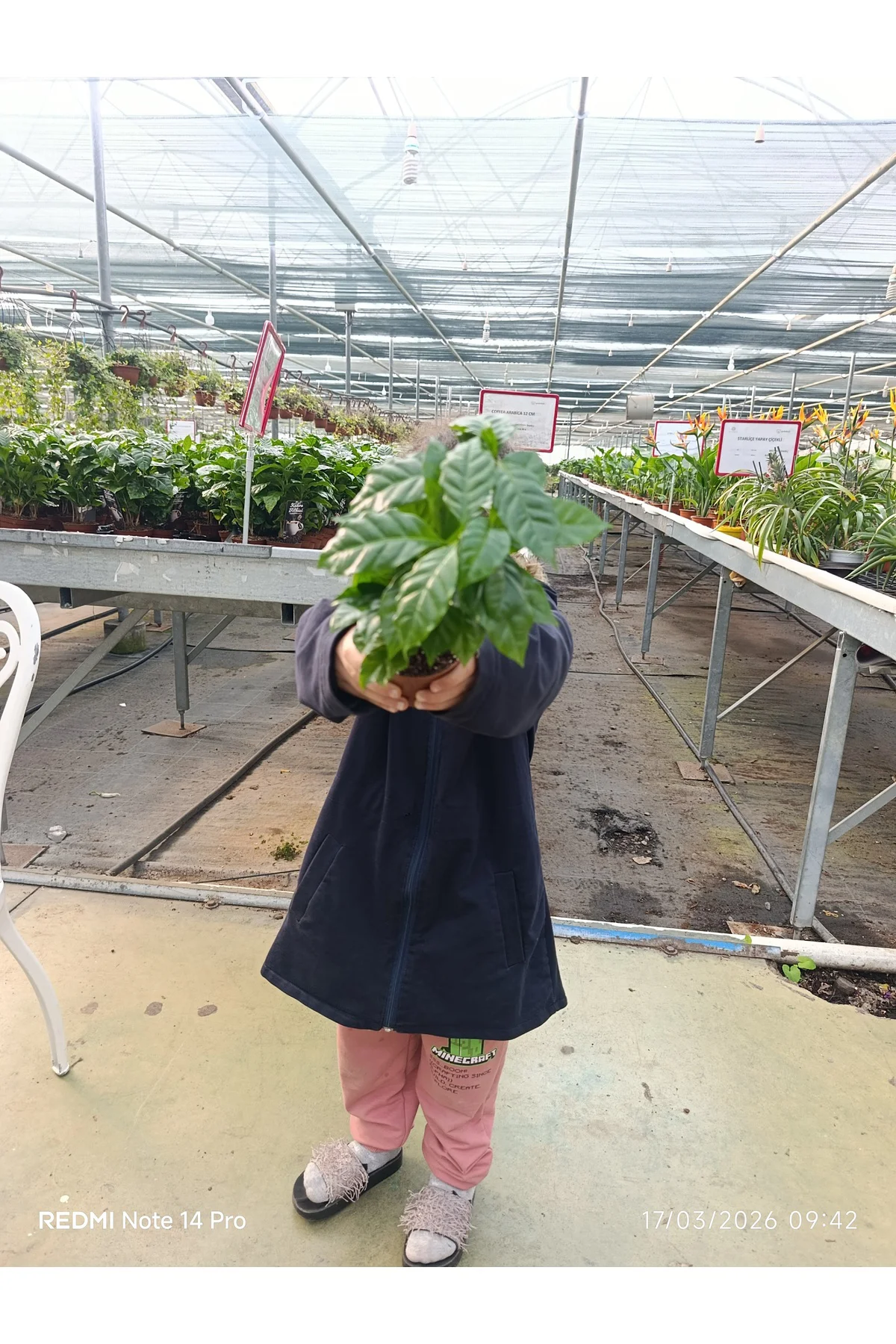 Coffea Arabica Kahve Fidanı - Bol Köklü Ev Tipi Kahve Ağacı - Hed