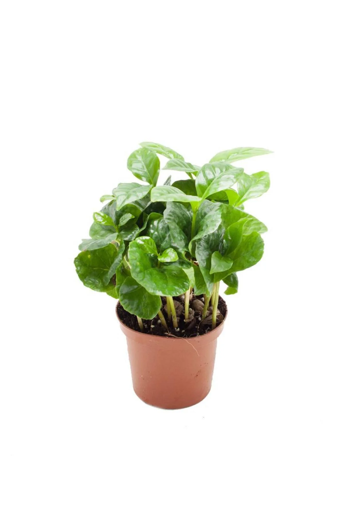 Coffea Arabica | Kahve Çiçegi (ıthal) 6cm Ø H:25 - Görsel 2