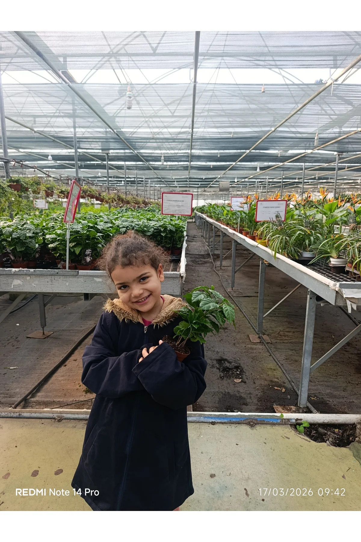 Coffea Arabica Kahve Fidanı - Bol Köklü Ev Tipi Kahve Ağacı - Hed