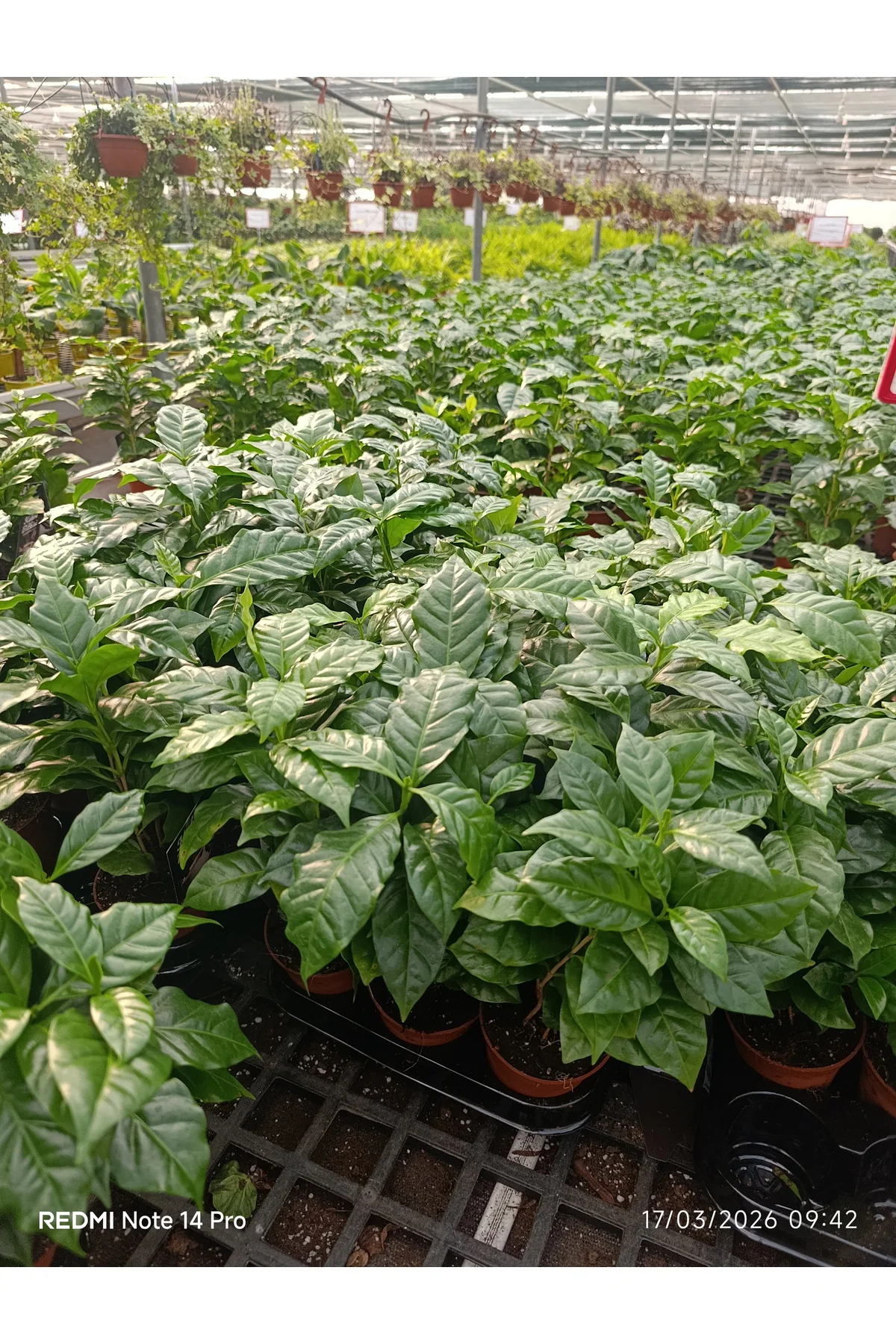Coffea Arabica Kahve Fidanı - Bol Köklü Ev Tipi Kahve Ağacı - Hed