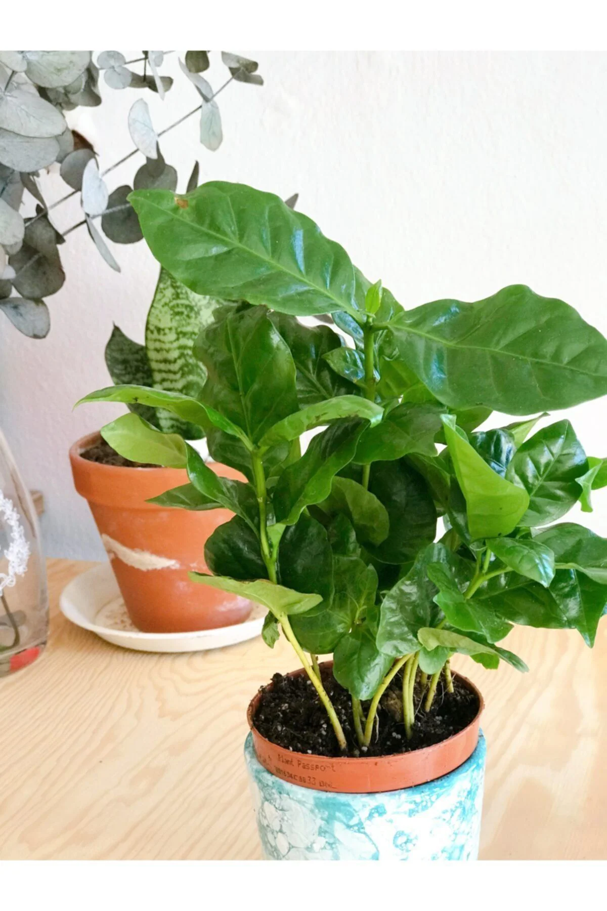 Coffea Arabica Yeşil Kahve Ağacı Çiçeği 15 Cm