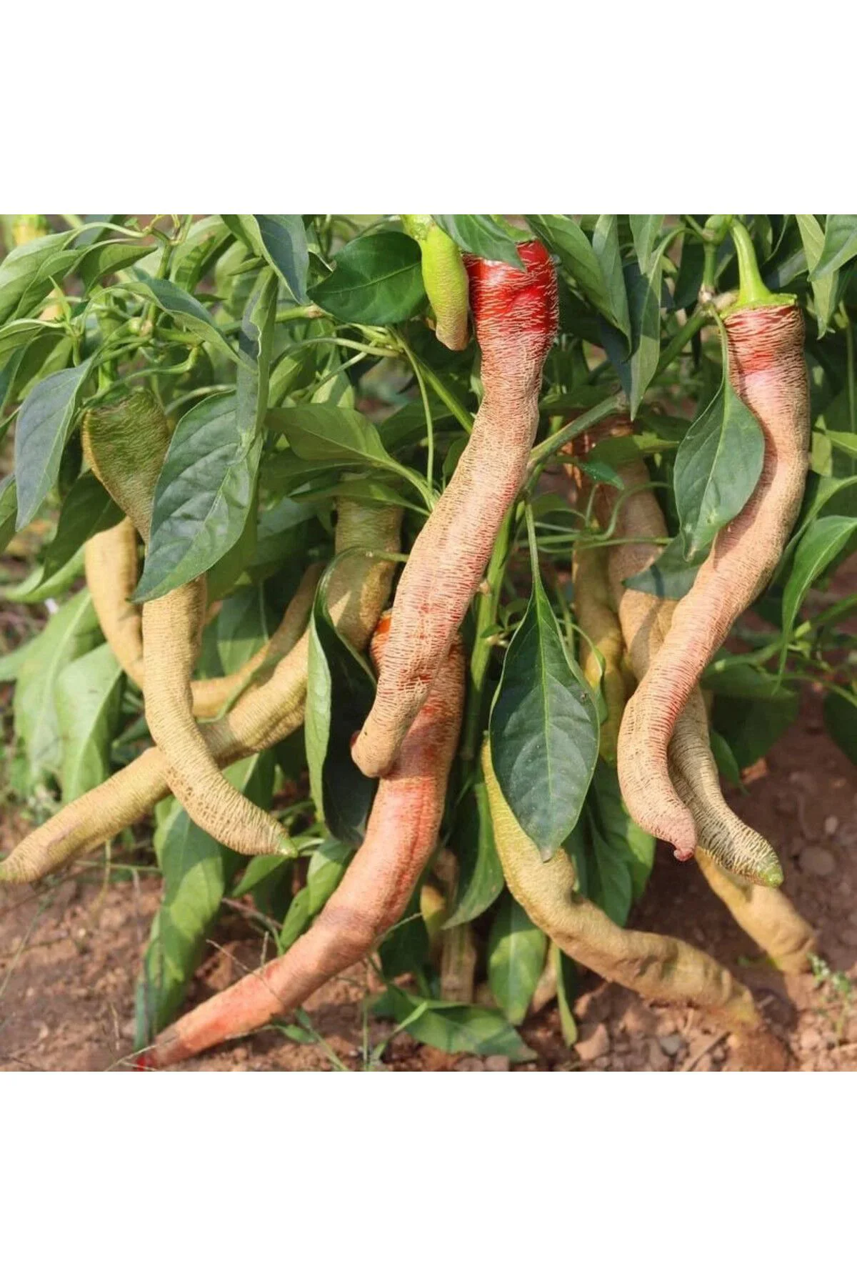 Çok acı Arnavut biberi tohumu rezha macedonian pepper