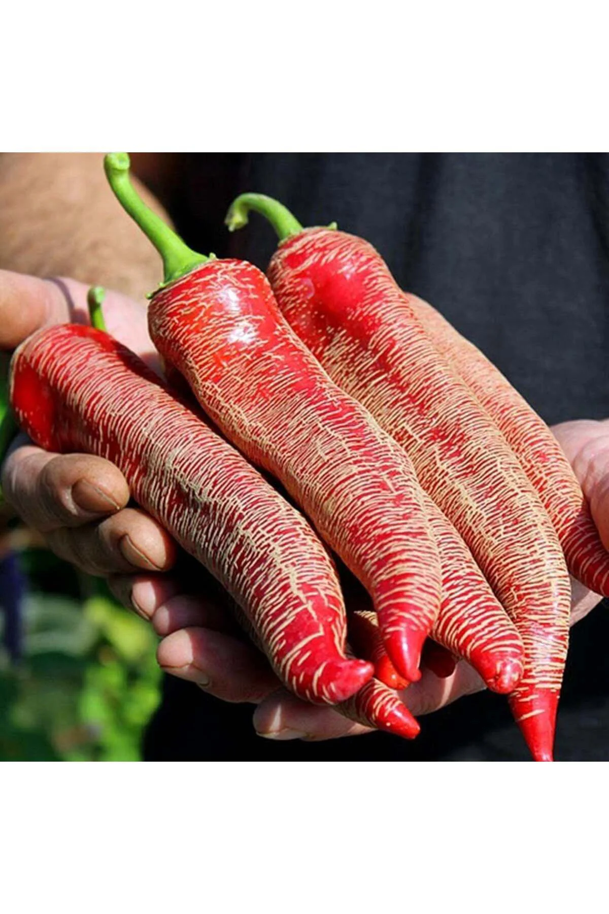Çok acı Arnavut biberi tohumu rezha macedonian pepper