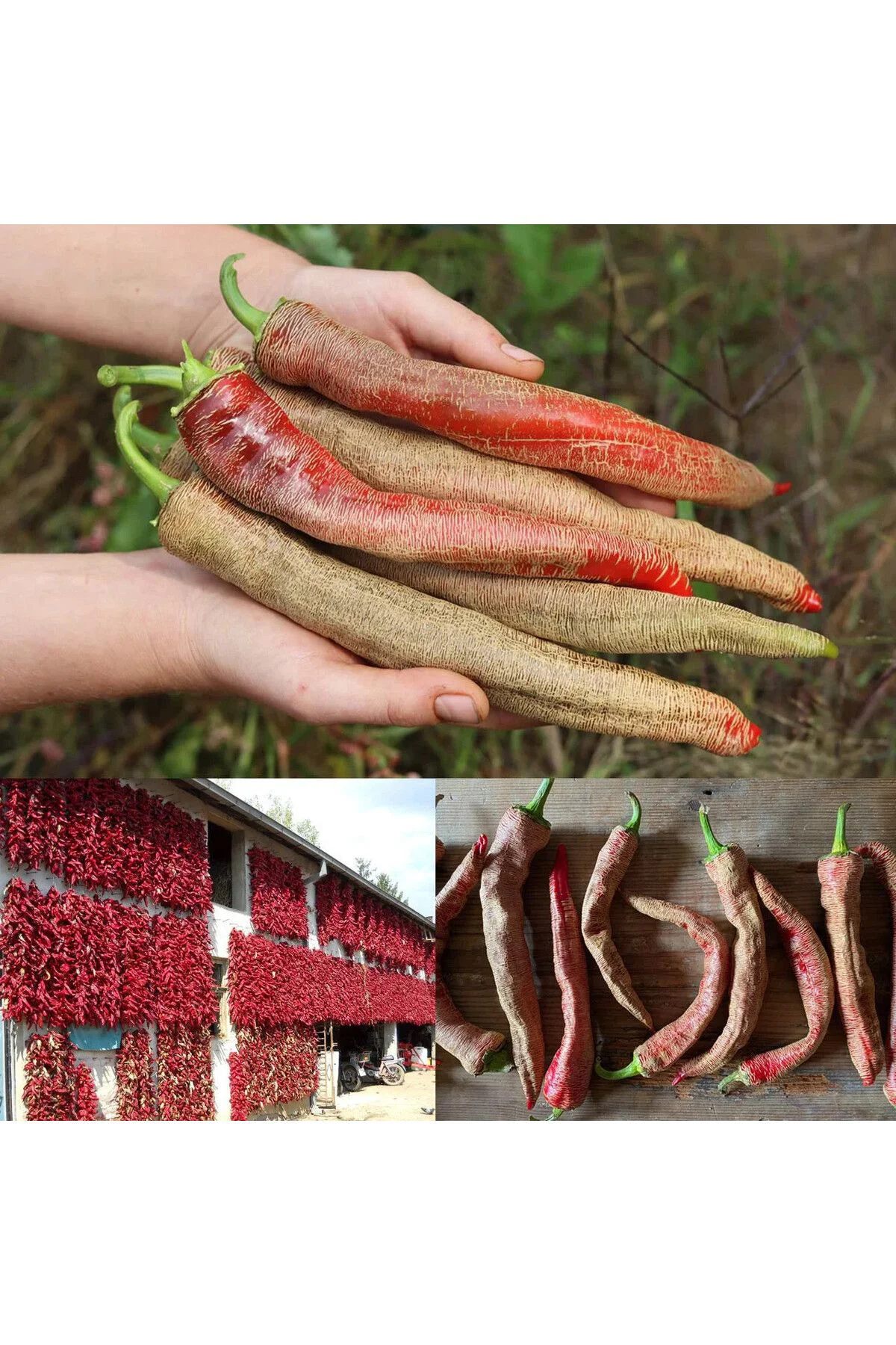 Çok acı Arnavut biberi tohumu rezha macedonian pepper