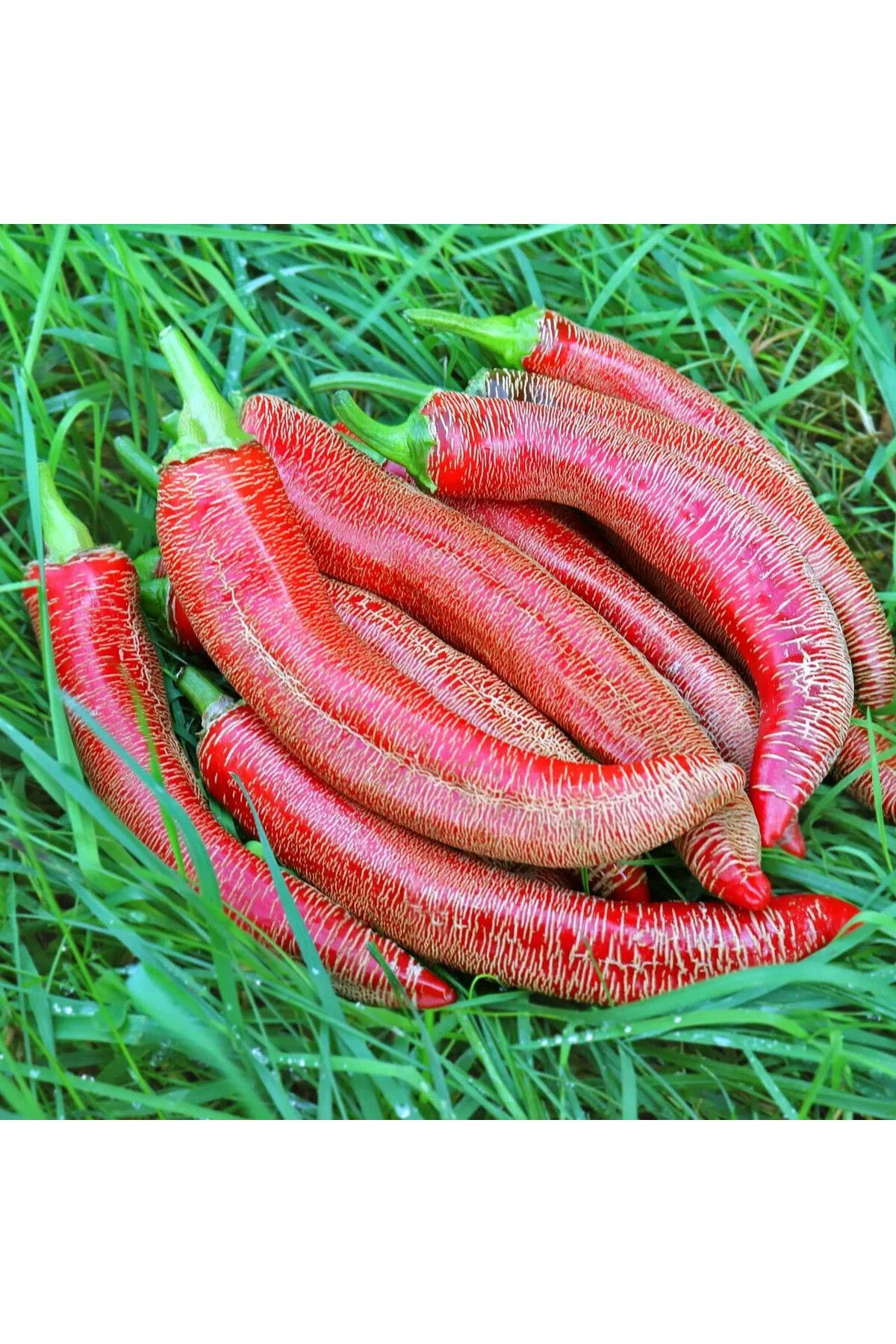 Çok acı Arnavut biberi tohumu rezha macedonian pepper