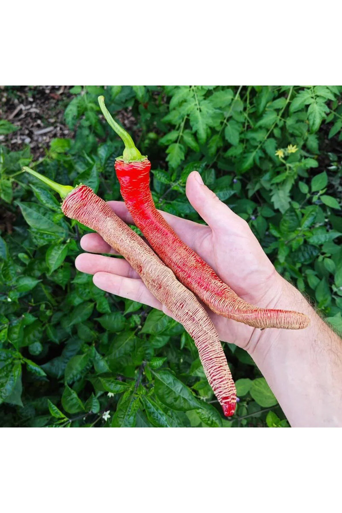 Çok acı Arnavut biberi tohumu rezha macedonian pepper