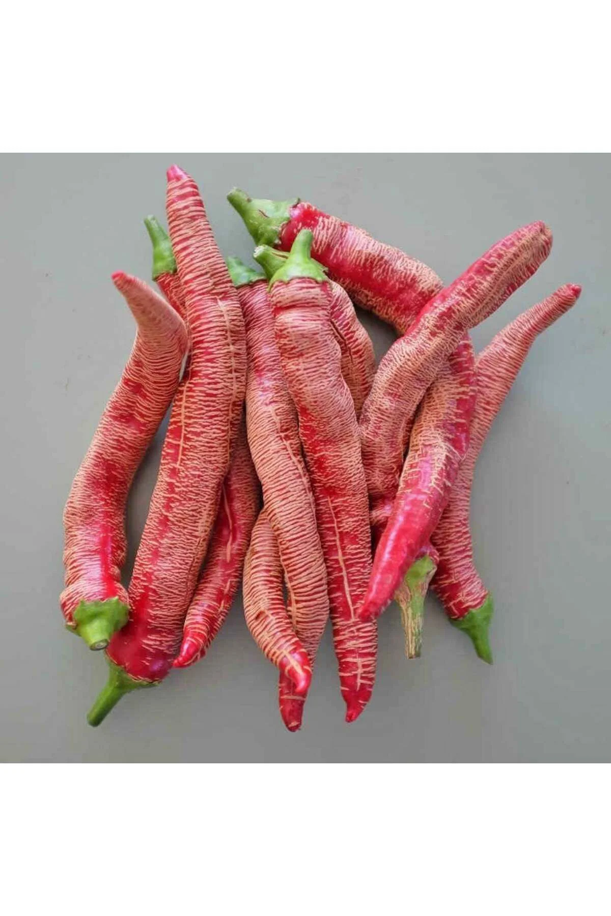 Çok acı Arnavut biberi tohumu rezha macedonian pepper